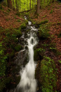 Şiddetli yağmurdan sonra bahar ormanındaki dere suyla doludur.