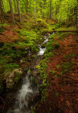 Şiddetli yağmurdan sonra bahar ormanındaki dere suyla doludur.