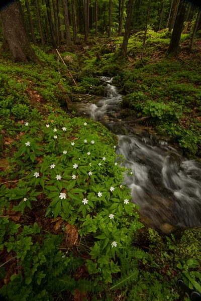 Strumień Wiosennym Lesie Jest Pełen Wody Ulewnym Deszczu — Zdjęcie stockowe