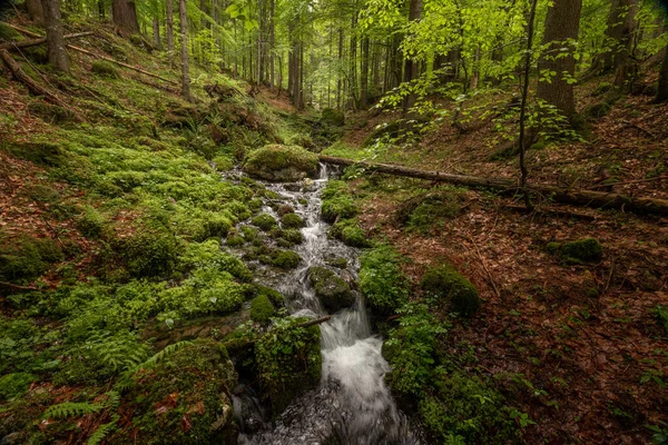 Torrente Nella Foresta Primaverile Pieno Acqua Dopo Forte Pioggia — Foto Stock