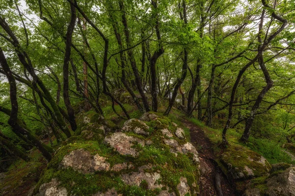 Fundo Exuberante Floresta Primavera Verde — Fotografia de Stock