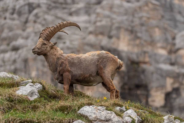 Alpin Ibex Leker Och Njuter Eftermiddagen Det Italienska Fjälllandskapet — Stockfoto