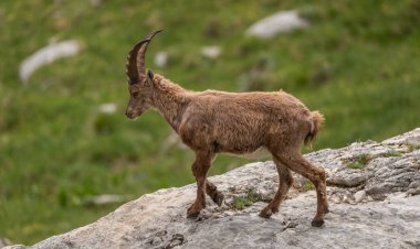 Alp dağ keçisi İtalyan dağlarında oyun oynuyor ve eğleniyor.
