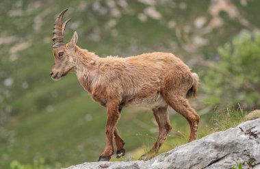 Alp dağ keçisi İtalyan dağlarında oyun oynuyor ve eğleniyor.