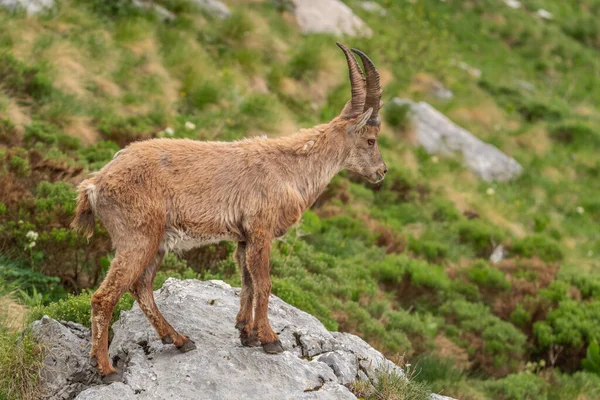 Alpin Ibex Leker Och Njuter Eftermiddagen Det Italienska Fjälllandskapet — Stockfoto