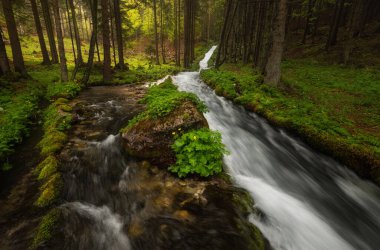 Şiddetli yağmurdan sonra bahar ormanındaki dere suyla doludur.