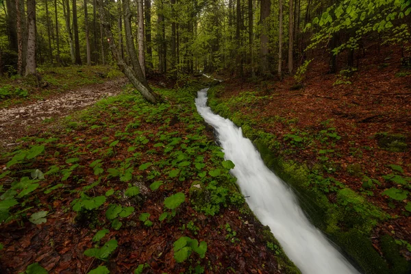 Torrente Nella Foresta Primaverile Pieno Acqua Dopo Forte Pioggia — Foto Stock