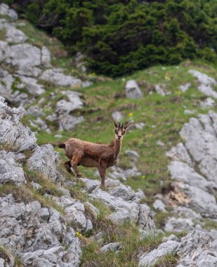 Julian Alpleri 'nin dağ manzarasında dağ keçisi