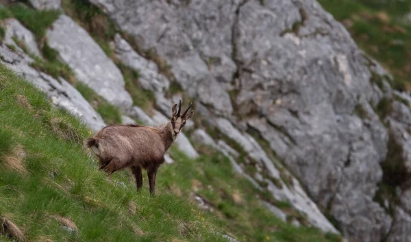 朱利安阿尔卑斯山山景中的山羊座 — 图库照片