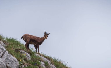 Julian Alpleri 'nin dağ manzarasında dağ keçisi