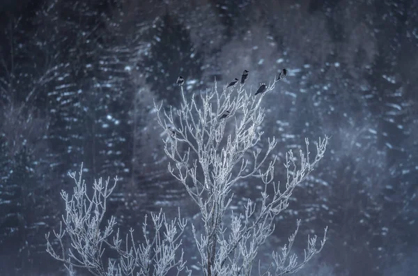 Ptak Siedzący Lodowatym Drzewie — Zdjęcie stockowe