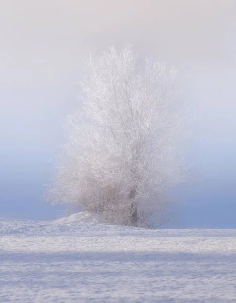 霜の多い田舎での朝 — ストック写真