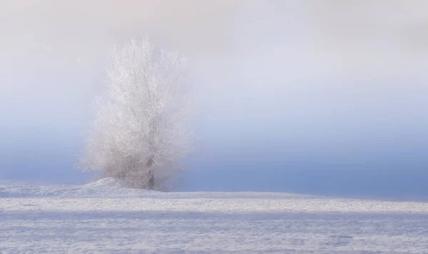 얼어붙은 시골에서의 — 스톡 사진