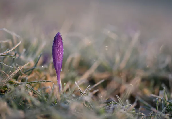 Floare Crocus Primăvară Înghețul Dimineață — Fotografie, imagine de stoc