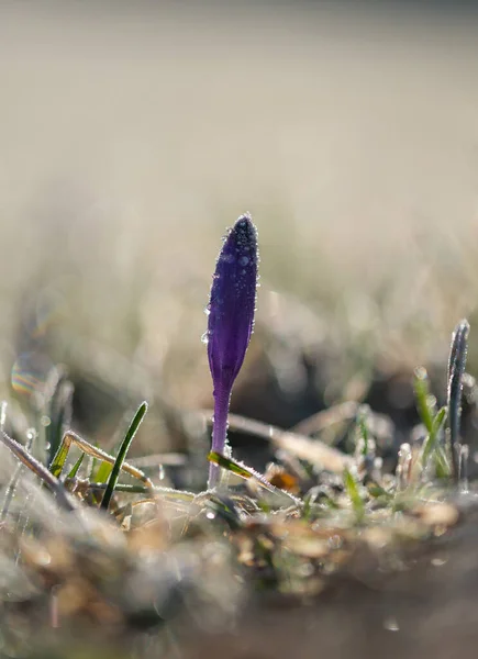 Floare Crocus Primăvară Înghețul Dimineață — Fotografie, imagine de stoc