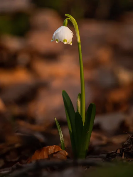 Kwiat Kropli Śniegu Wiosennym Lesie — Zdjęcie stockowe