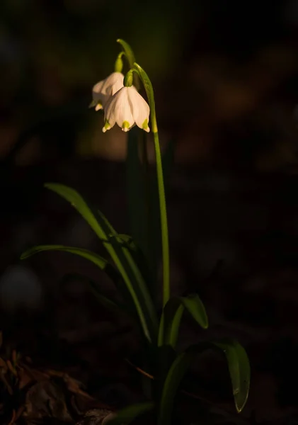 Schneeglöckchen Blume Frühlingswald — Stockfoto