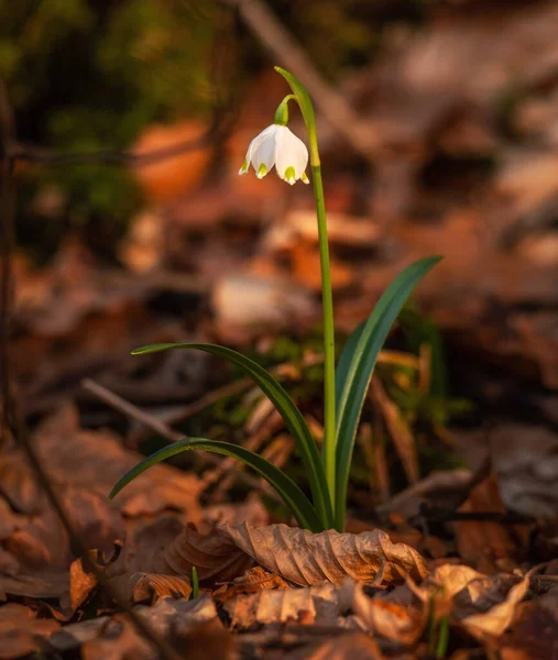 Schneeglöckchen Blume Frühlingswald — Stockfoto