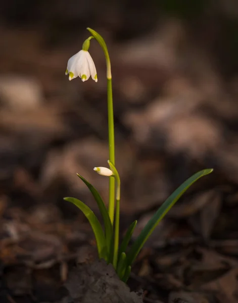 Schneeglöckchen Blume Frühlingswald — Stockfoto