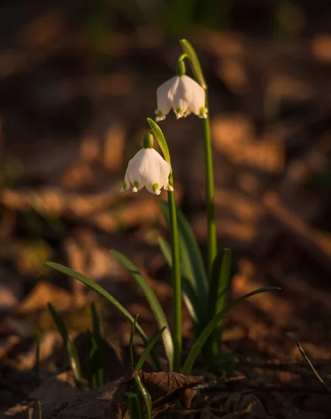 Schneeglöckchen Blume Frühlingswald — Stockfoto