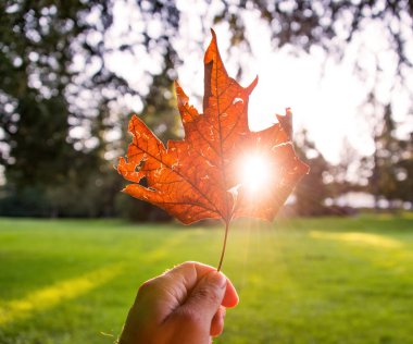 Bir kalp şeklinde parlaklık sonbahar yaprak aracılığıyla parlayan güneş.