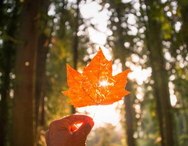 Bir kalp şeklinde parlaklık sonbahar yaprak aracılığıyla parlayan güneş.