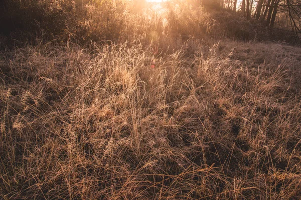 Podzimní Východ Slunce Travnatém Poli — Stock fotografie