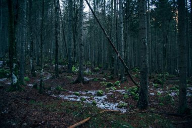 Kasvetli bir günde sisli ve sisli bir sonbahar ormanı. 