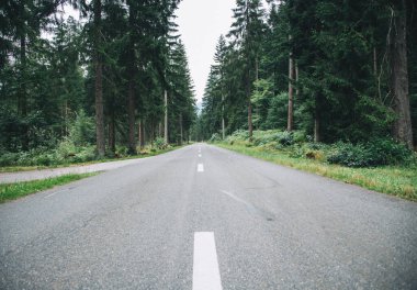 Karanlık kasvetli orman yolu