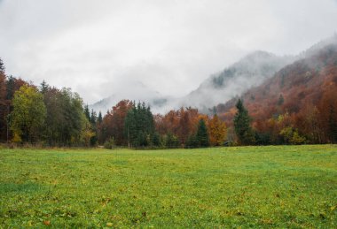 Sis ve sisle kaplı sonbahar ormanı tepelerde yuvarlanıyor.