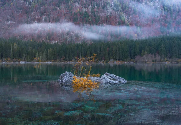 Moody Autumn Forest Fog Mist Gloomy Day — Stock Photo, Image