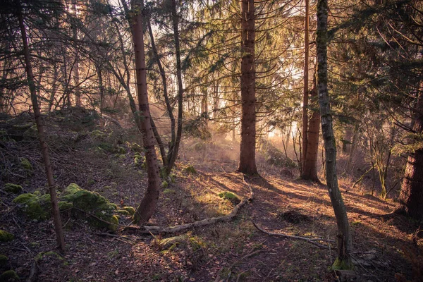 Mlhavý Východ Slunce Lese Krásná Mystická Atmosféra Lese Úsvitu — Stock fotografie