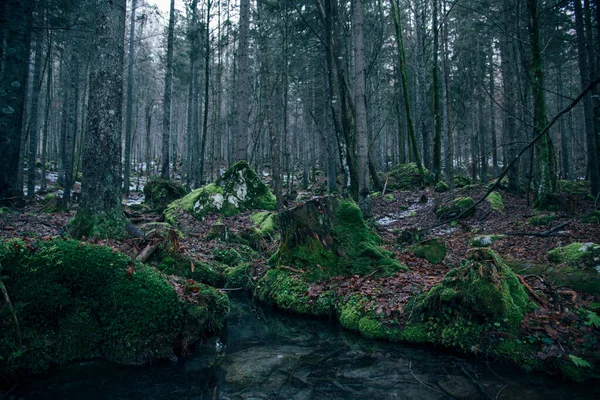 Náladový Podzimní Les Mlhou Mlhou Ponurém Dni — Stock fotografie