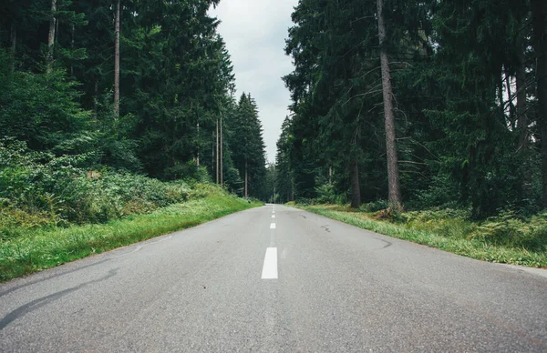 Dark Gloomy Forest Road — Stock Photo, Image