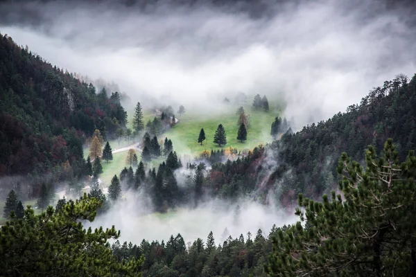 Stimmungsvoller Herbstwald Mit Nebel Und Nebel Einem Düsteren Tag — Stockfoto