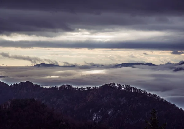 Moody Autumn Forest Fog Mist Gloomy Day — Stock Photo, Image