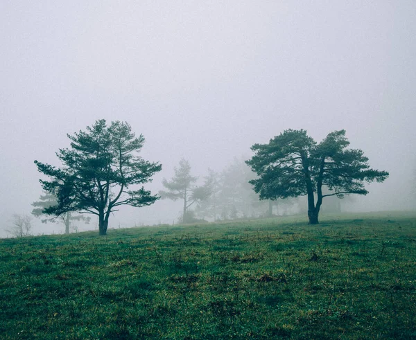 Муді Осінній Ліс Туманом Туманом Похмурий День — стокове фото