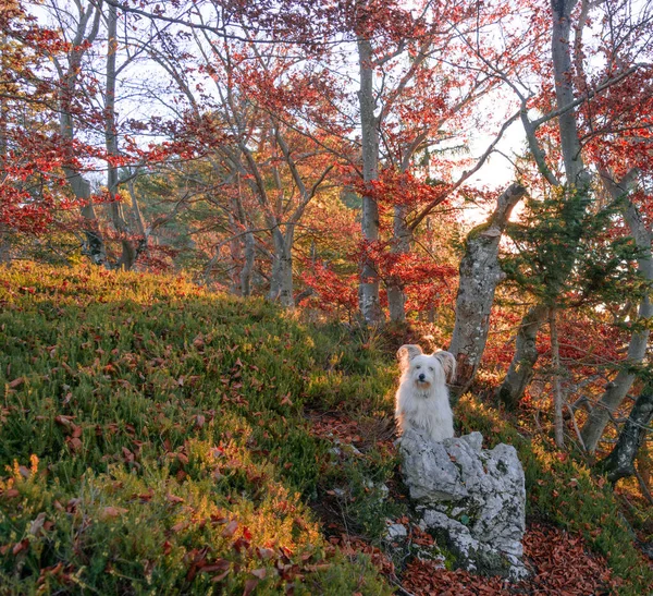 Dog posing in the forest at Sunrise