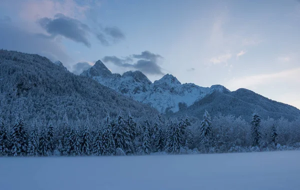 Bos Bergen Een Mistige Winteravond — Stockfoto