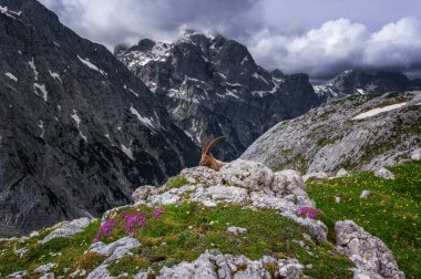 Julian Alplerinde Alp dağ keçisi