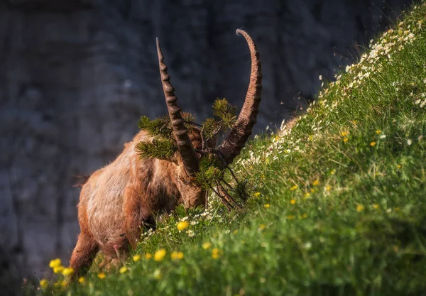 Alpský Ibex Juliánských Alpách — Stock fotografie
