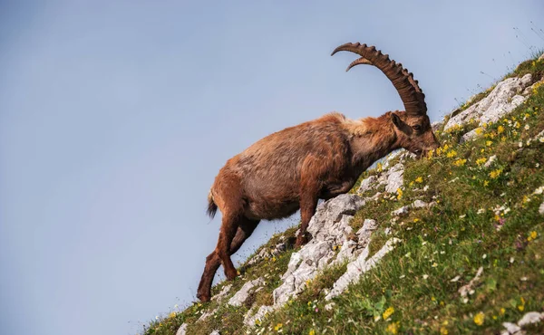 Stambecco Alpino Nelle Alpi Giulie — Foto Stock