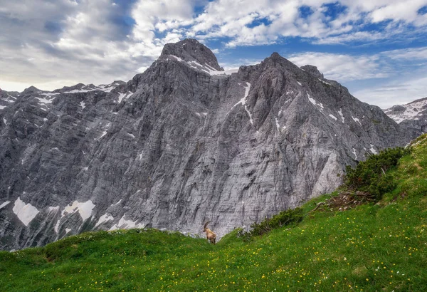 朱利安阿尔卑斯山中的阿尔卑斯山Ibex — 图库照片