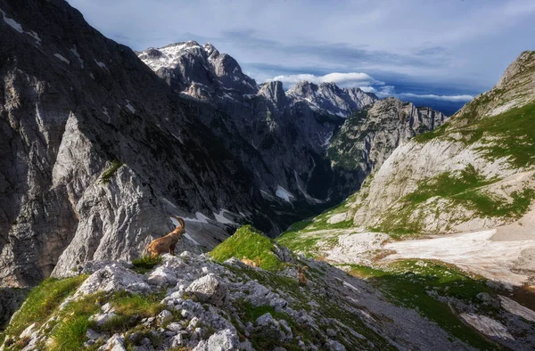 朱利安阿尔卑斯山中的阿尔卑斯山Ibex — 图库照片