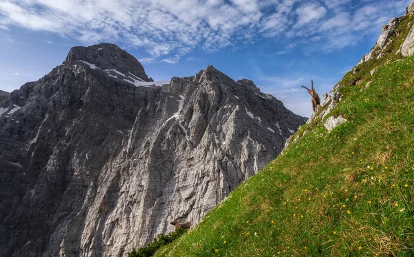 Alpensteenbok Juliaanse Alpen — Stockfoto
