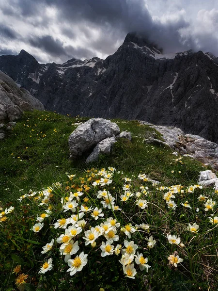 Güneşli Sisli Bir Günde Dağın Altında Çiçekler — Stok fotoğraf