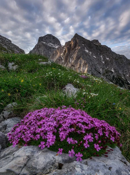 Flores Sob Montanha Dia Ensolarado Nebuloso — Fotografia de Stock