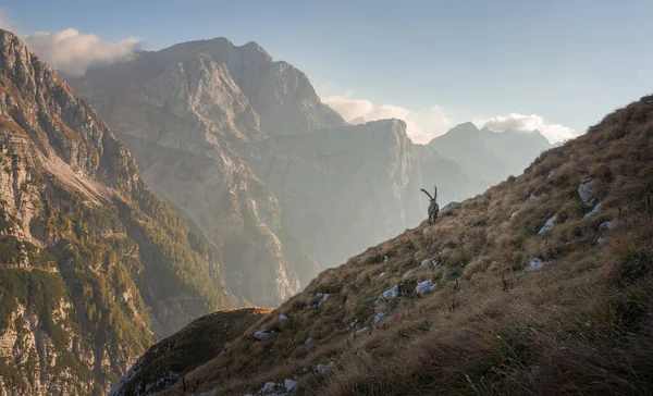 朱利安阿尔卑斯山中的高山Ibex — 图库照片