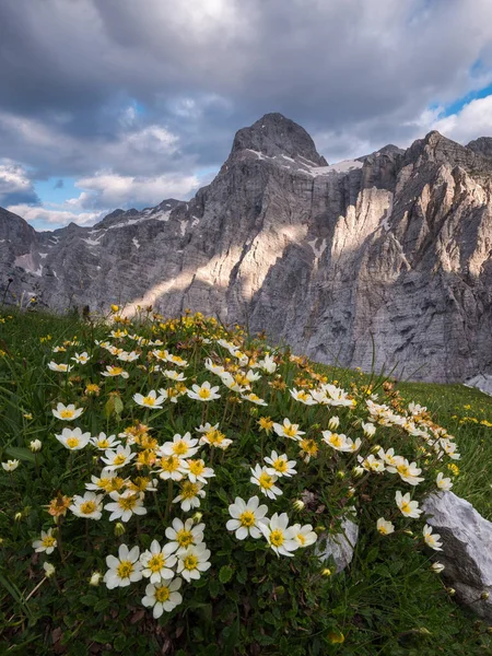 Wilde Bloemen Heuvels Bij Zonsondergang — Stockfoto