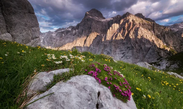 Gün Batımında Dağlarda Yabani Çiçekler — Stok fotoğraf